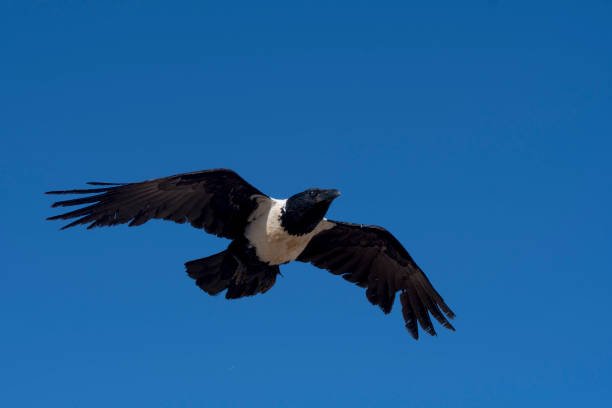 a pied crow in flight in the sossusvlei area namib naukluft national park in namibia[1]